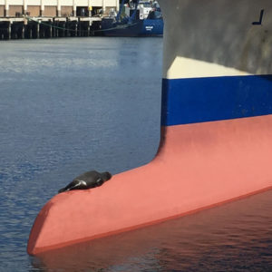 fur seal resting on a ship